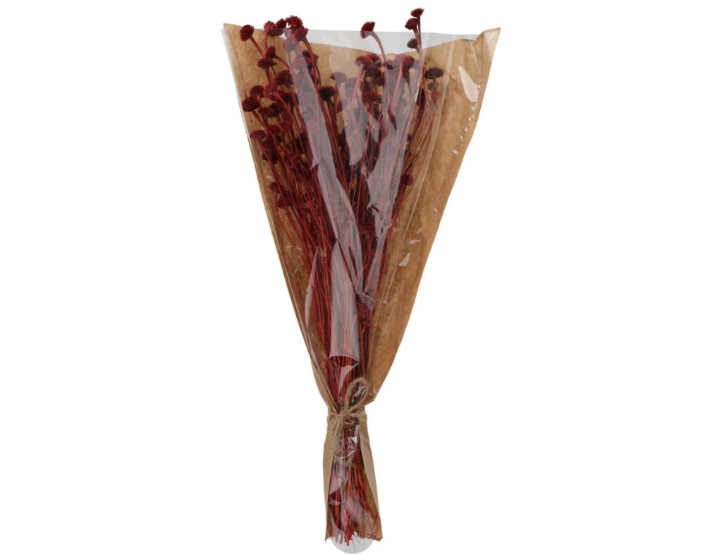 Τεχνητά Φυτά & Κασπώ Dried Flowers Wild Daisy Red Amd001130
