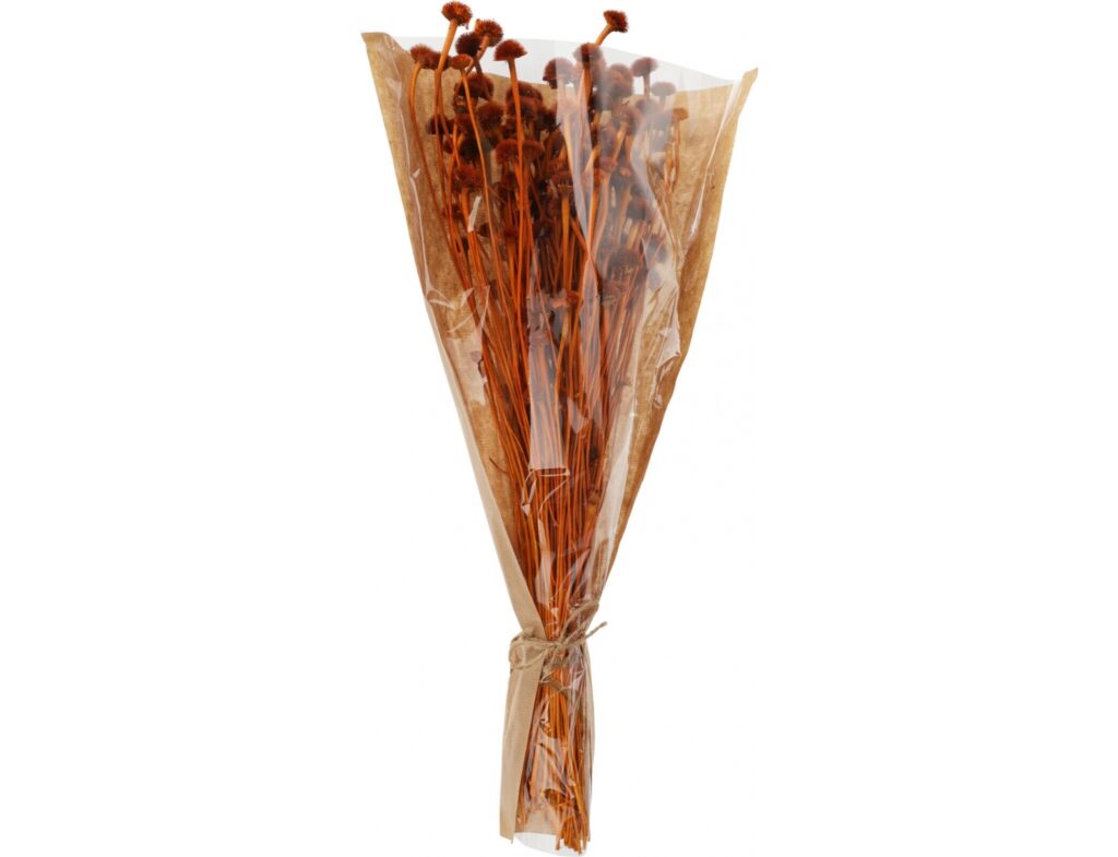Τεχνητά Φυτά & Κασπώ Dried Flowers Wild Daisy Terra Amd001120