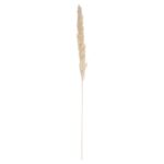 Τεχνητά Φυτά & Κασπώ Pampa Nat Stem X6 H60 179281
