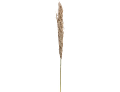 Τεχνητά Φυτά & Κασπώ Pampas 150Cm Decoration Yza000980