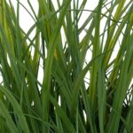 Τεχνητά Φυτά & Κασπώ Plant W/ Nat Pot H70 196736