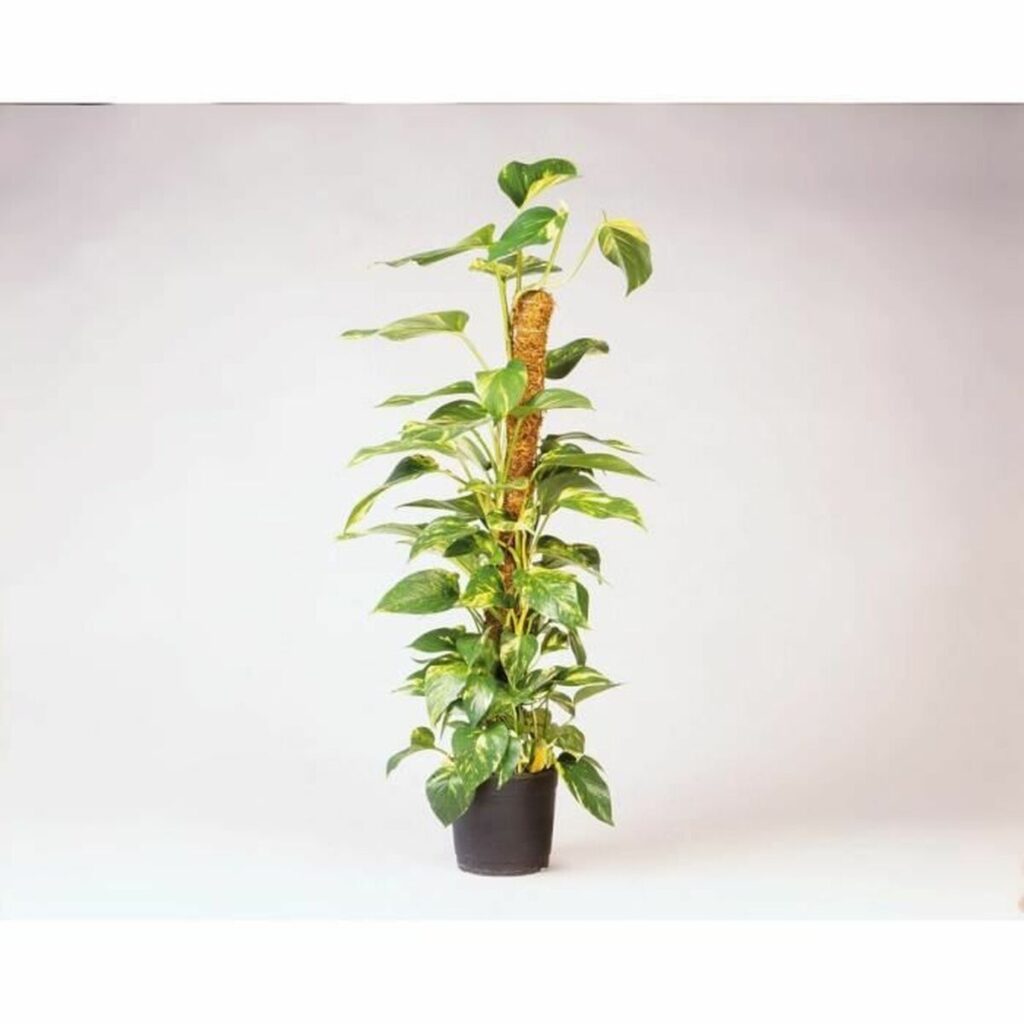 Προστατευτικό Nature ΙΊνες καρύδας 120 cm